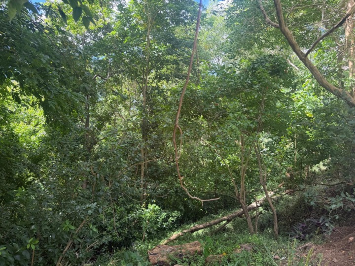 Aros Grove — land for sale in Aros, St. David's, St. David